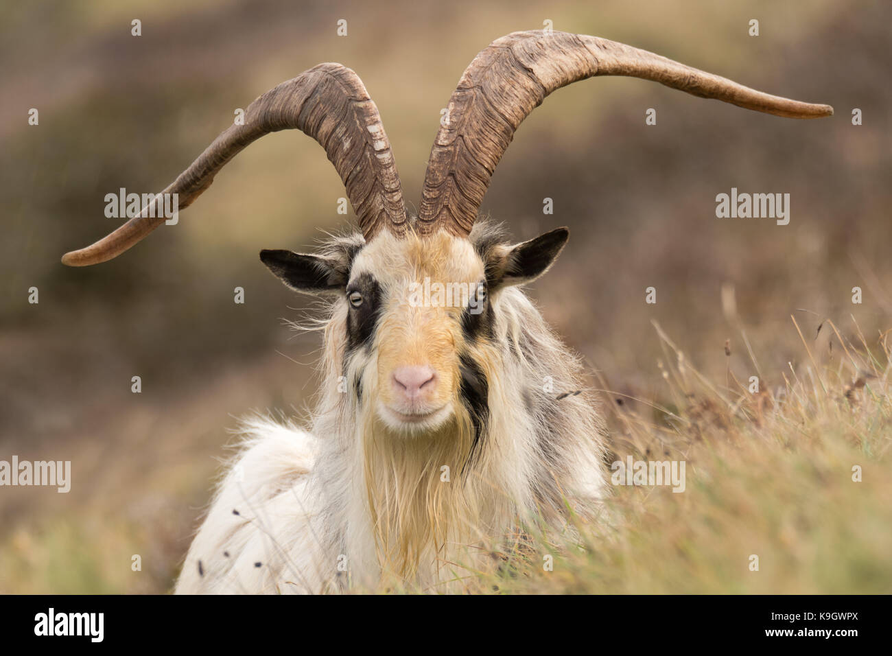 Male feral mountain goat head on with large horns head on. Long-haired billy goat at Brean Down in Somerset, part of a wild herd Stock Photo