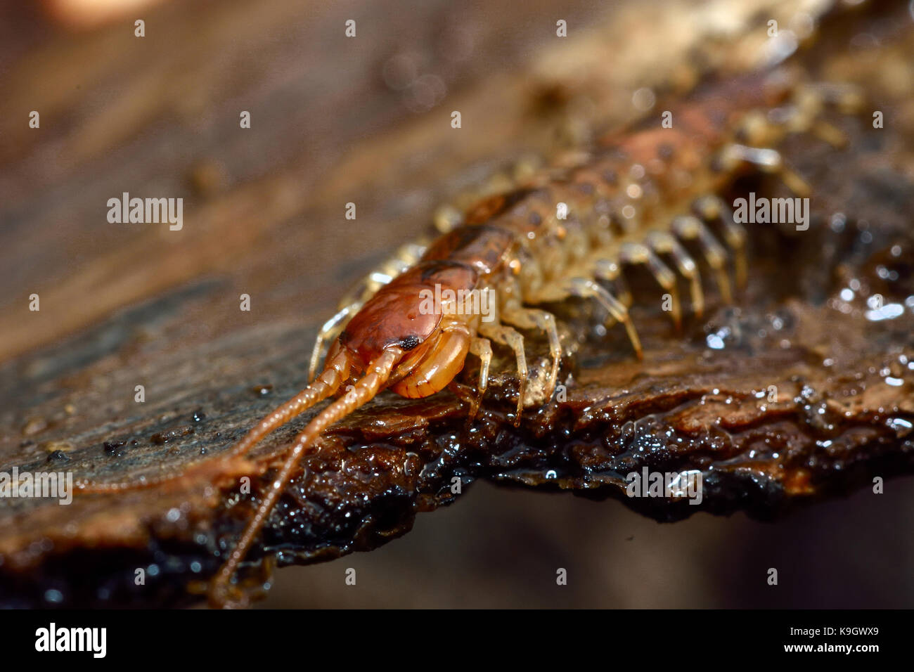 Banded centipede (Lithobius variegatus). Arthropod in the class Chilopoda, family Lithobiidae, on bark showing forcipules Stock Photo
