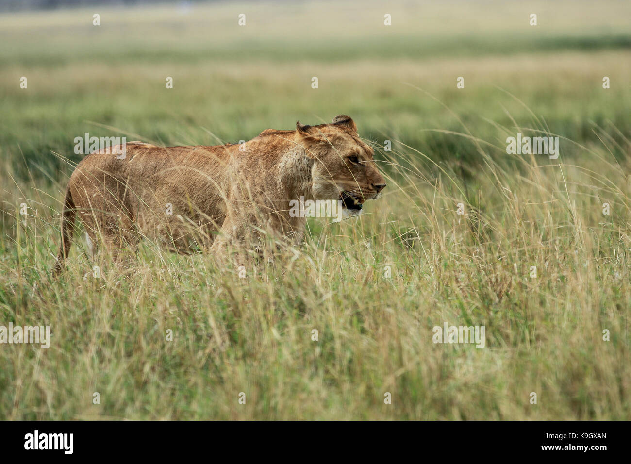 Lions in maasai mara hi-res stock photography and images - Alamy