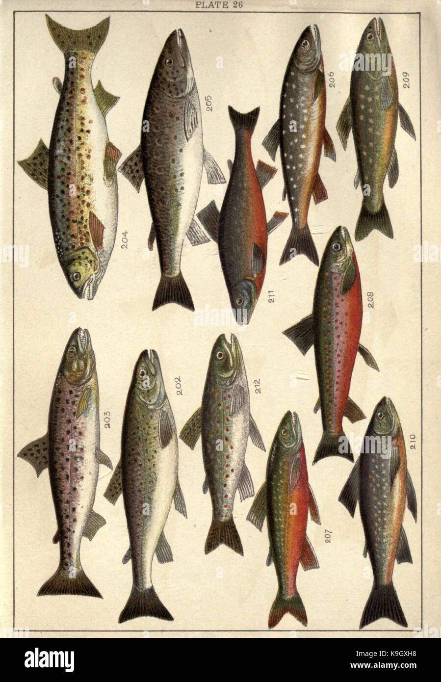 Our country's fishes and how to know them (Plate 26) (5985052554 Stock ...