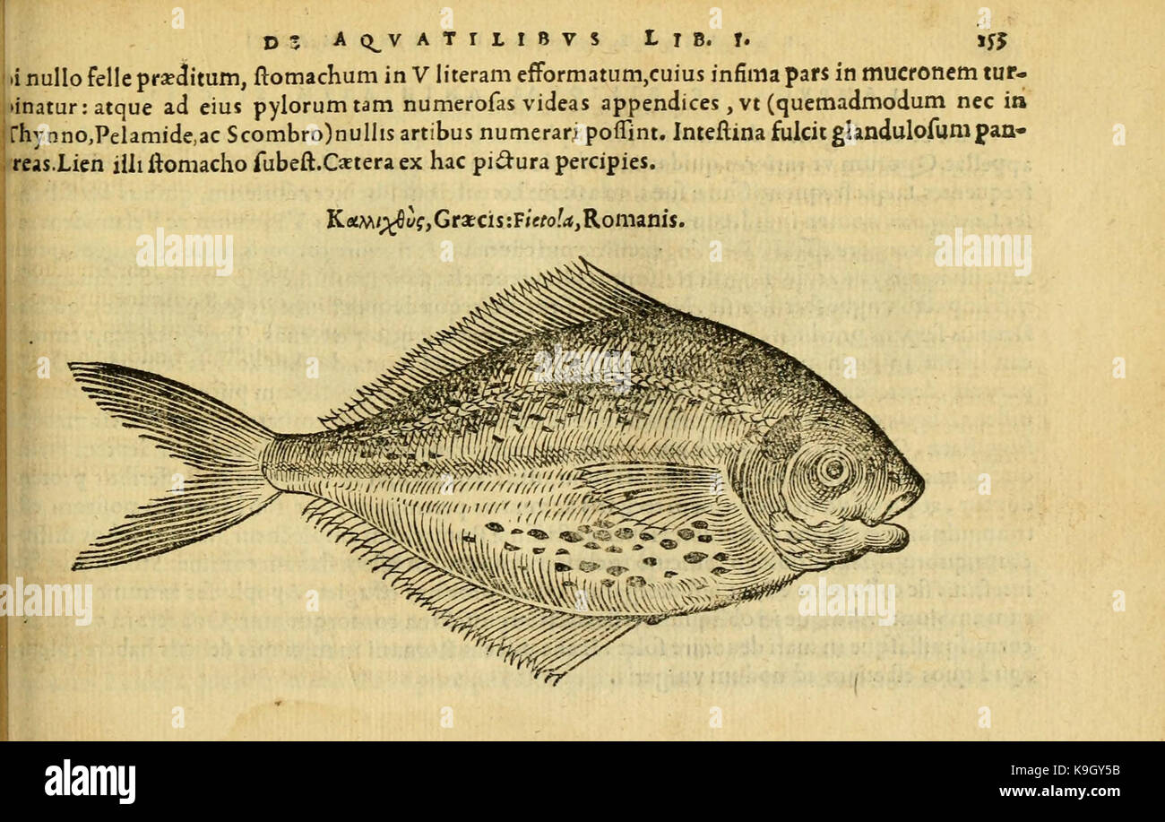 Petri Bellonii Cenomani De aquatilibus (Page 153, Fig. 70) BHL4770297 Stock Photo