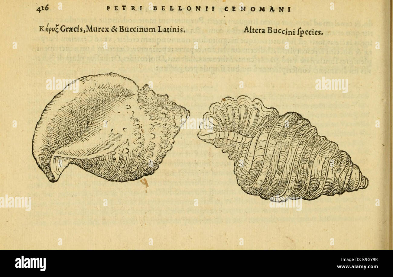 Petri Bellonii Cenomani De aquatilibus (Page 426, Fig. 173) BHL4770570 Stock Photo