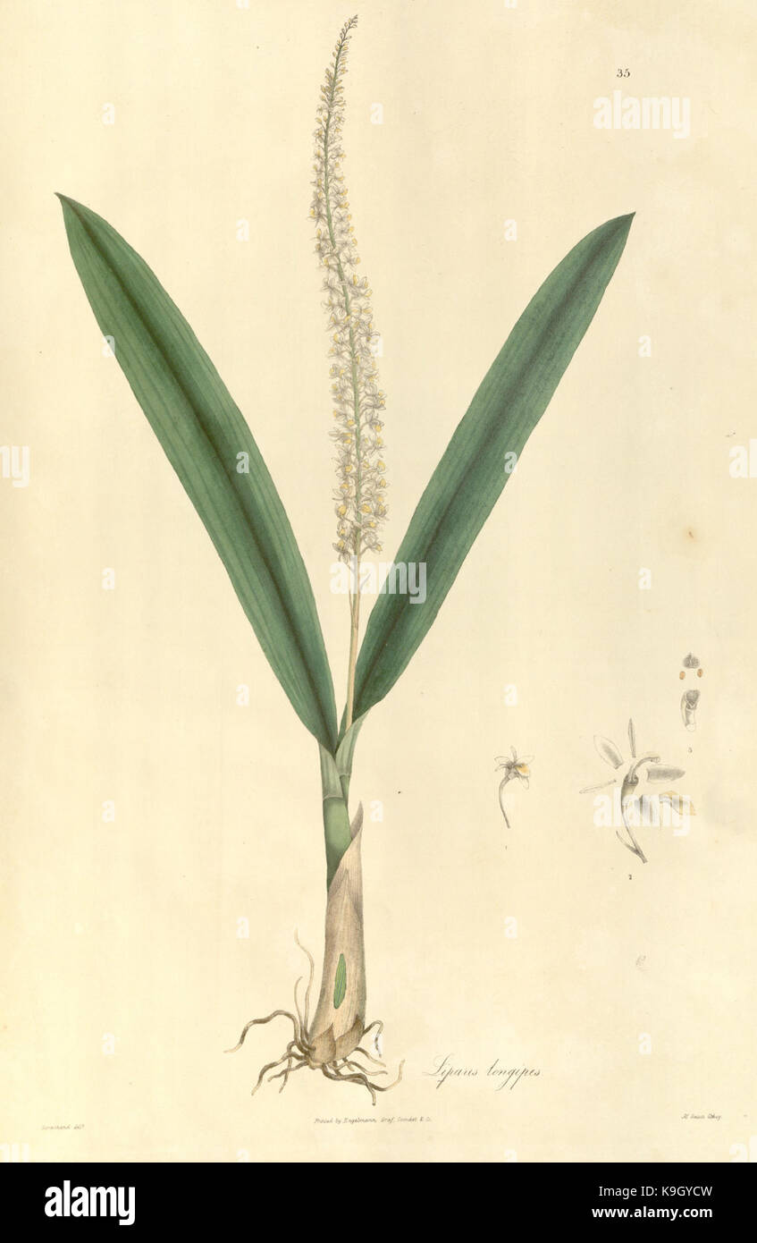 Plantae Asiaticae rariores, or, Descriptions and figures of a select number of unpublished East Indian plants (Tab. 35) BHL449511 Stock Photo