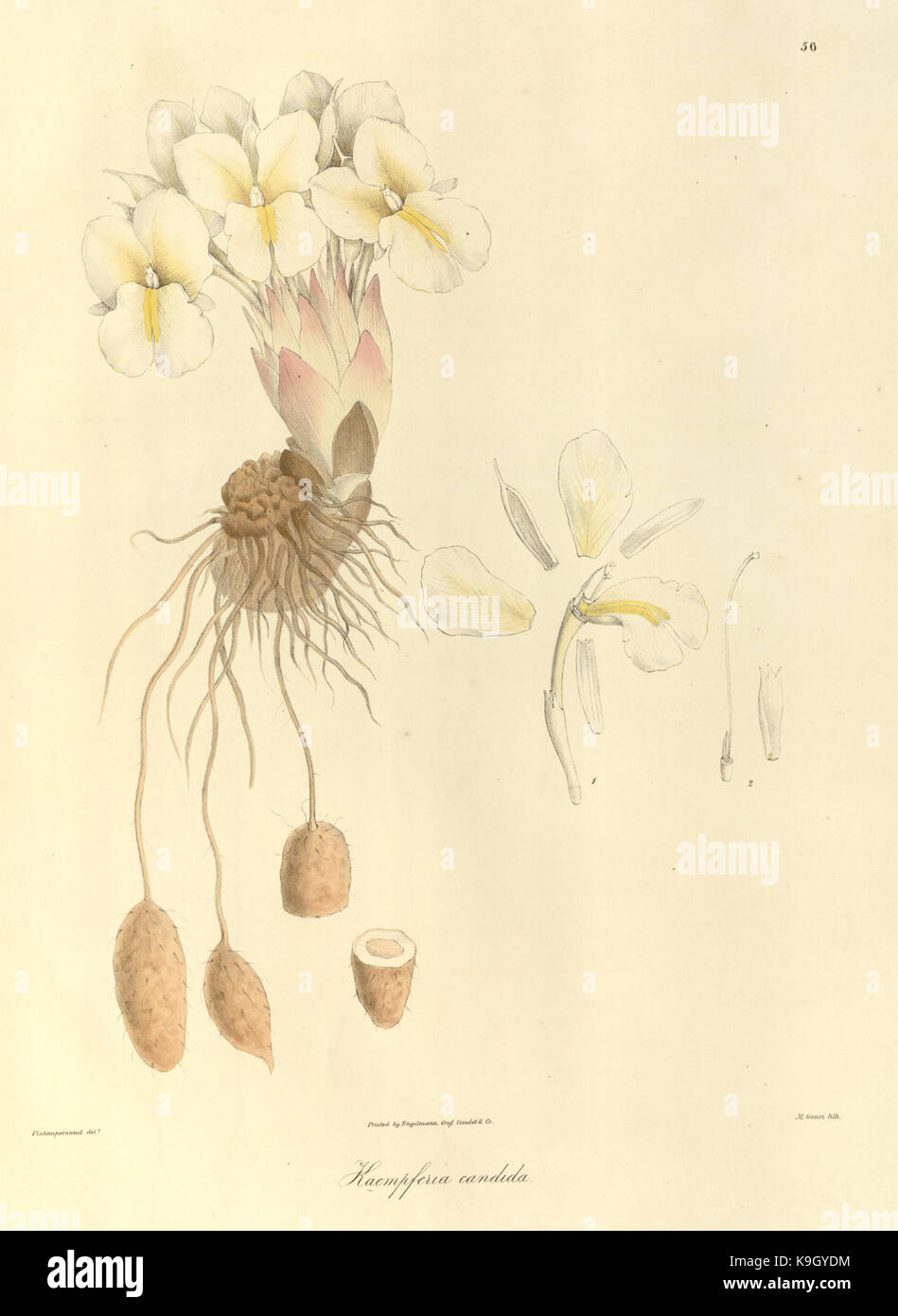 Plantae Asiaticae rariores, or, Descriptions and figures of a select