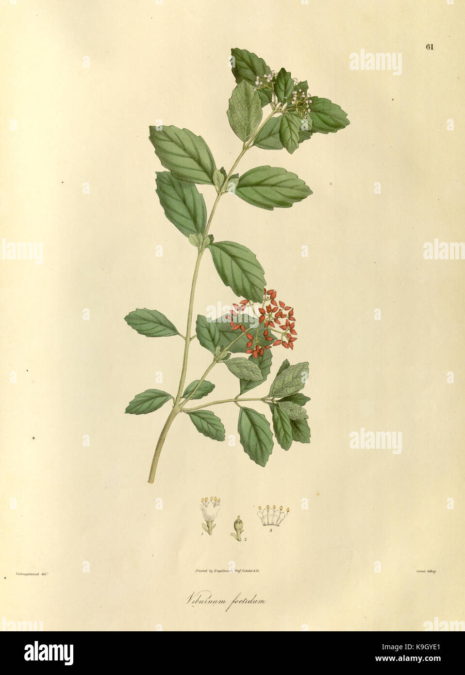 Plantae Asiaticae rariores, or, Descriptions and figures of a select