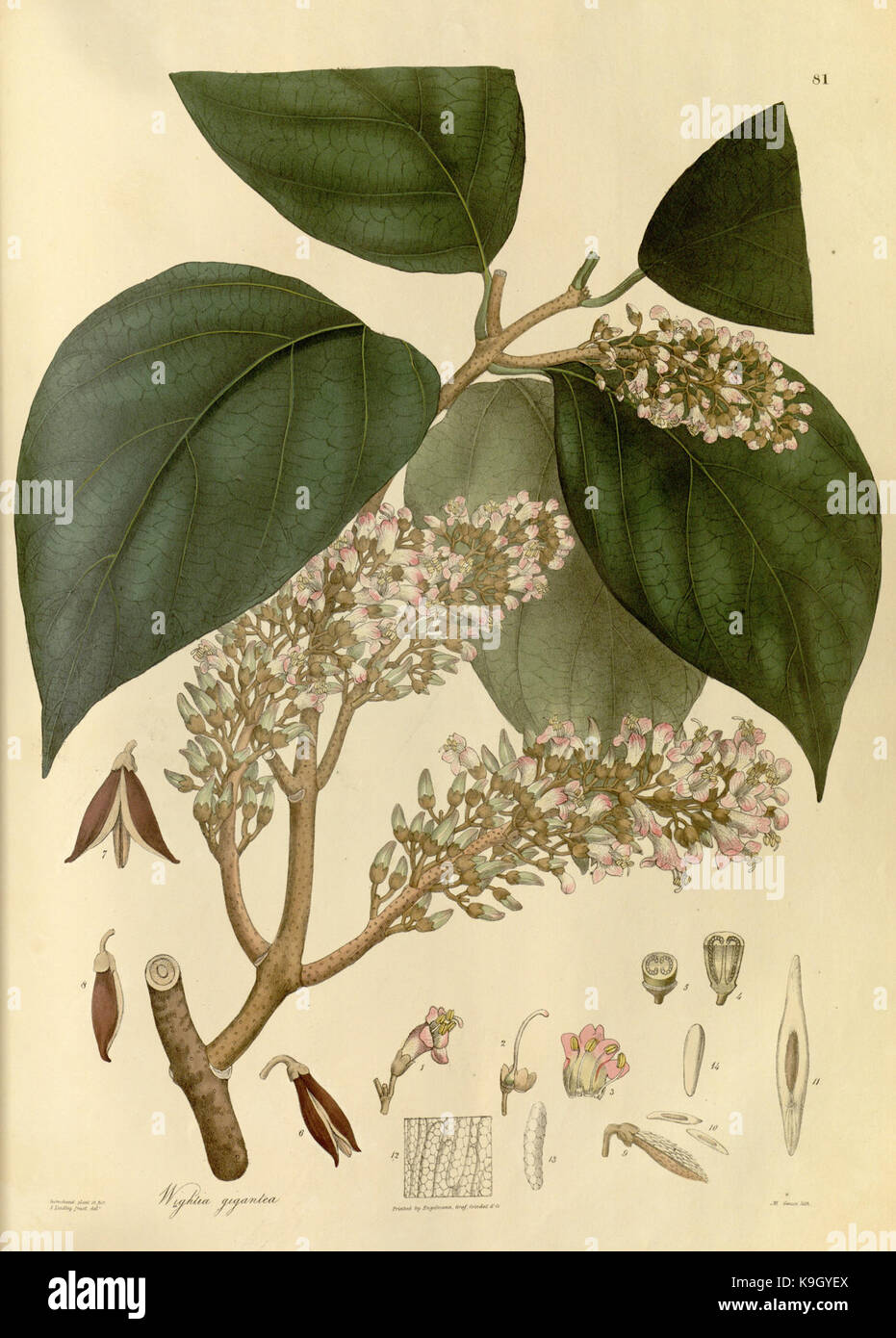 plantae asiaticae rariores