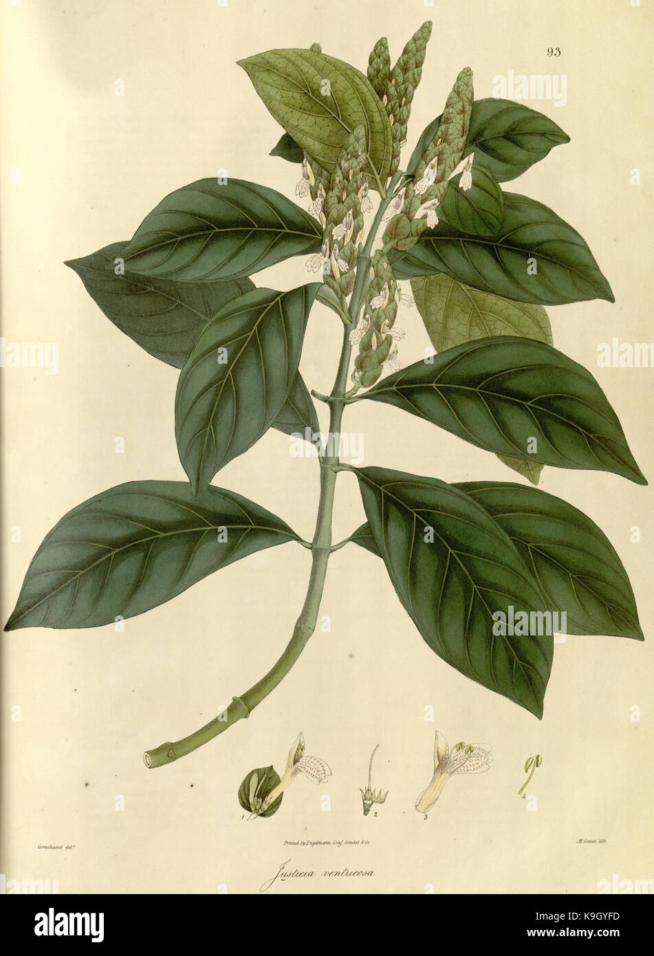 Plantae Asiaticae rariores, or, Descriptions and figures of a select