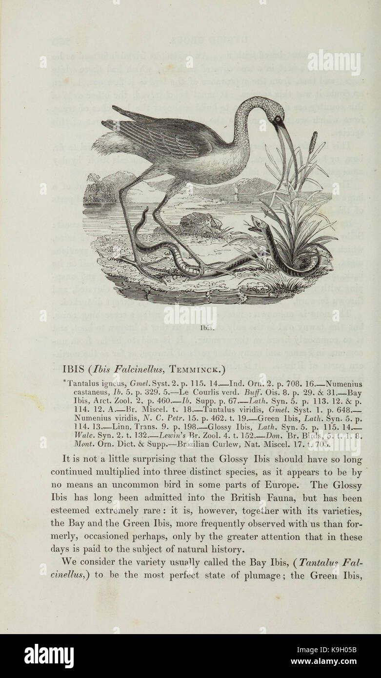 Ornithological dictionary of British birds (Page 264) BHL43750412 Stock Photo