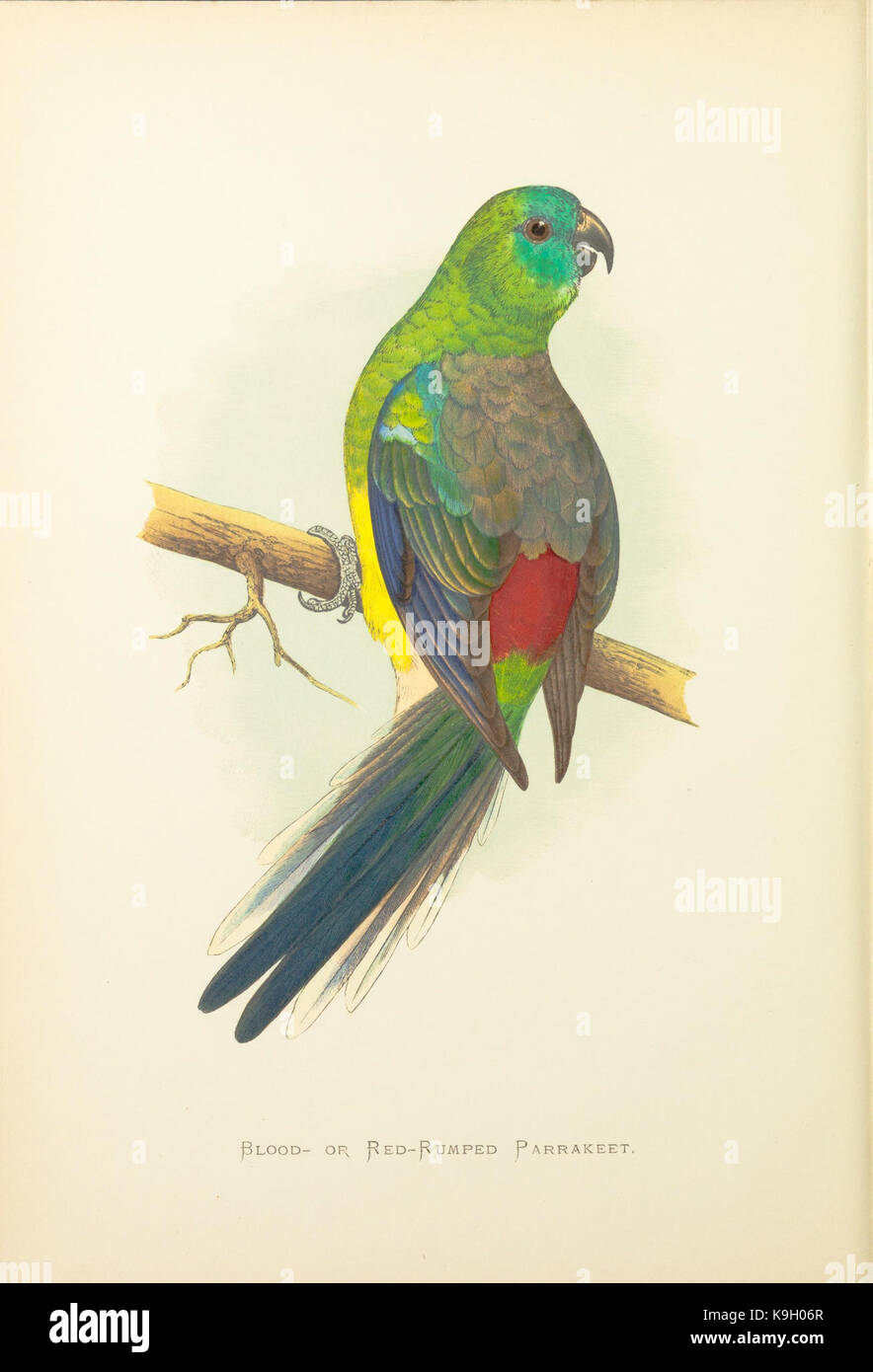 Curated visual reference: Picture Idea: Parrot Socialization Hi Res Stock Photography And Images