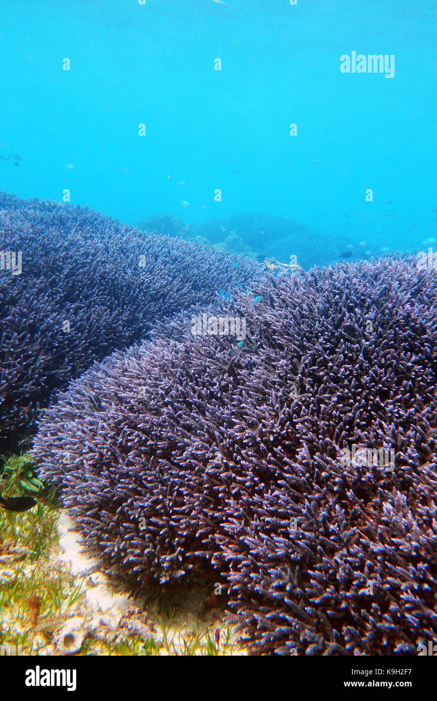 Thickets of healthy blue staghorn coral (Acropora sp.) at Erscott's Hole, Lord Howe Island, NSW, Australia Stock Photo