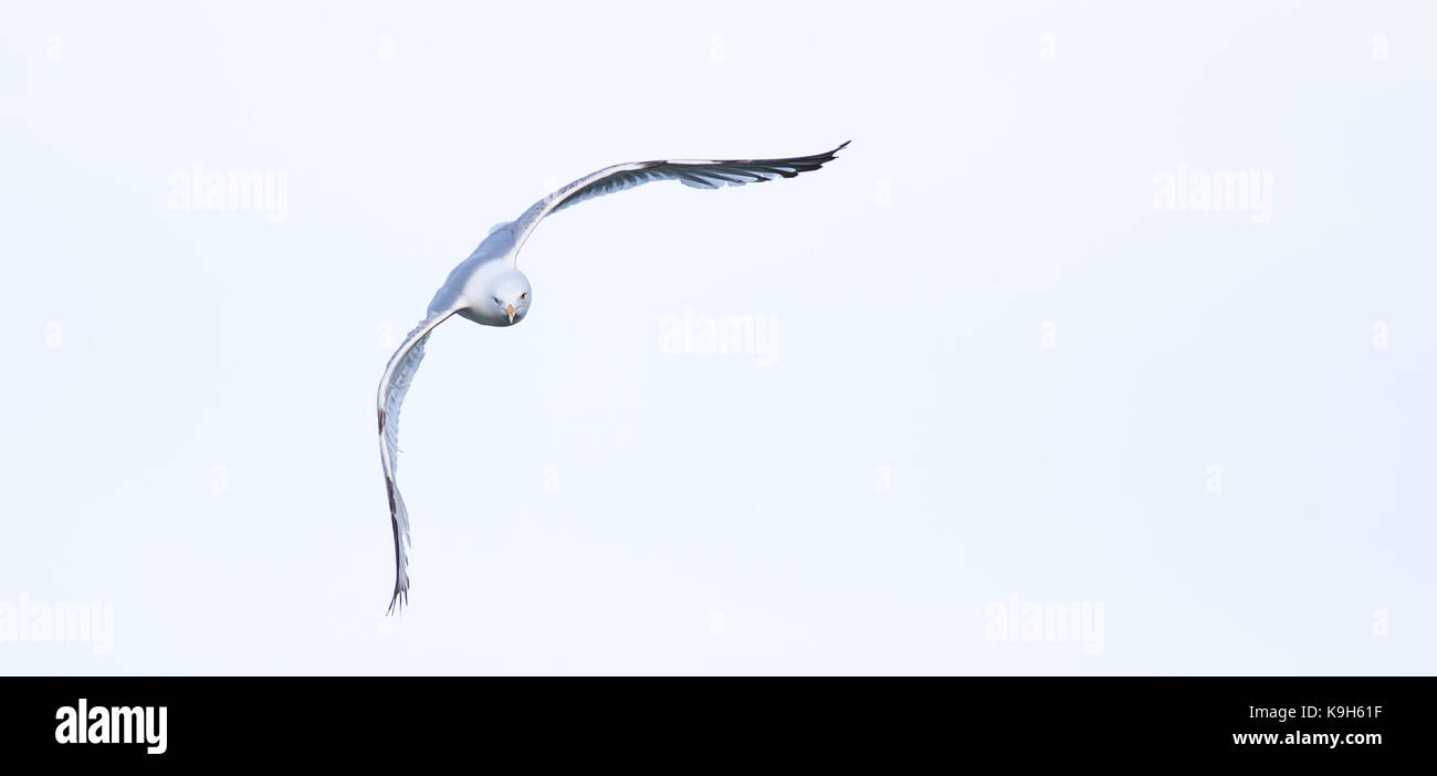 Herring Gull, North America Stock Photo Alamy