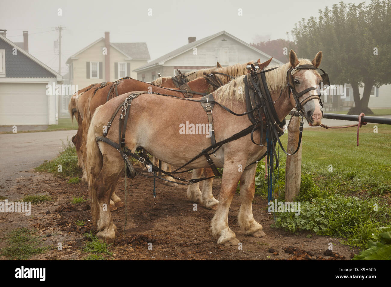 Draft horses at an Amish event at Belleville, Mifflin County