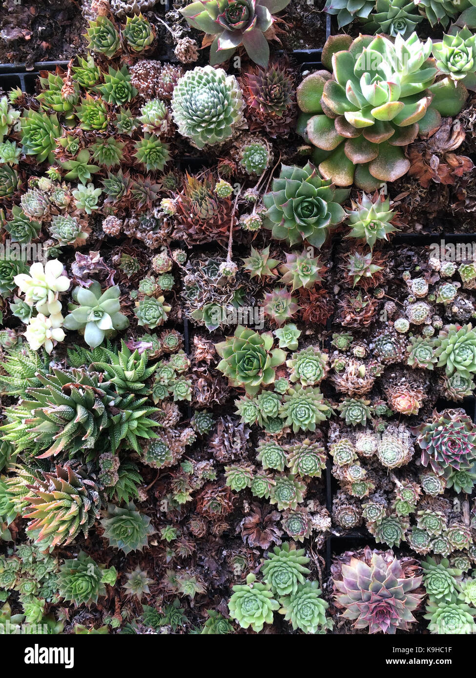 Succulents in a plant wall densely packed and vibrant Stock Photo