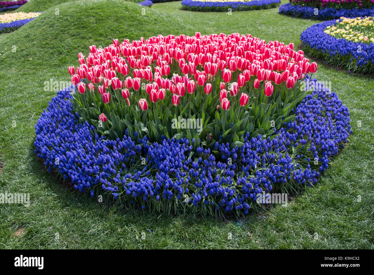 Colorful tulip flowers bloom in the garden Stock Photo - Alamy