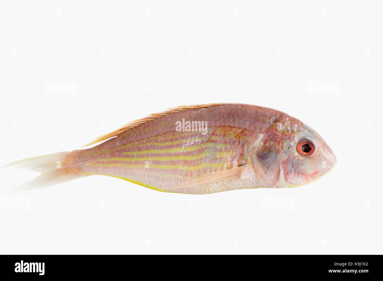 Single Pink Perch fish on a white background Stock Photo