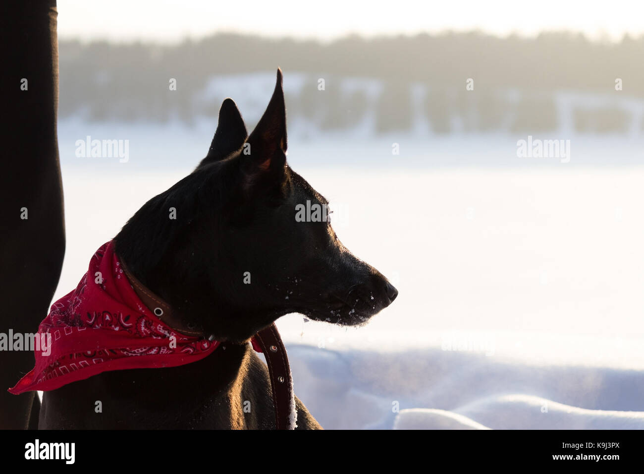 black dog in a winter forest in a collar Stock Photo - Alamy
