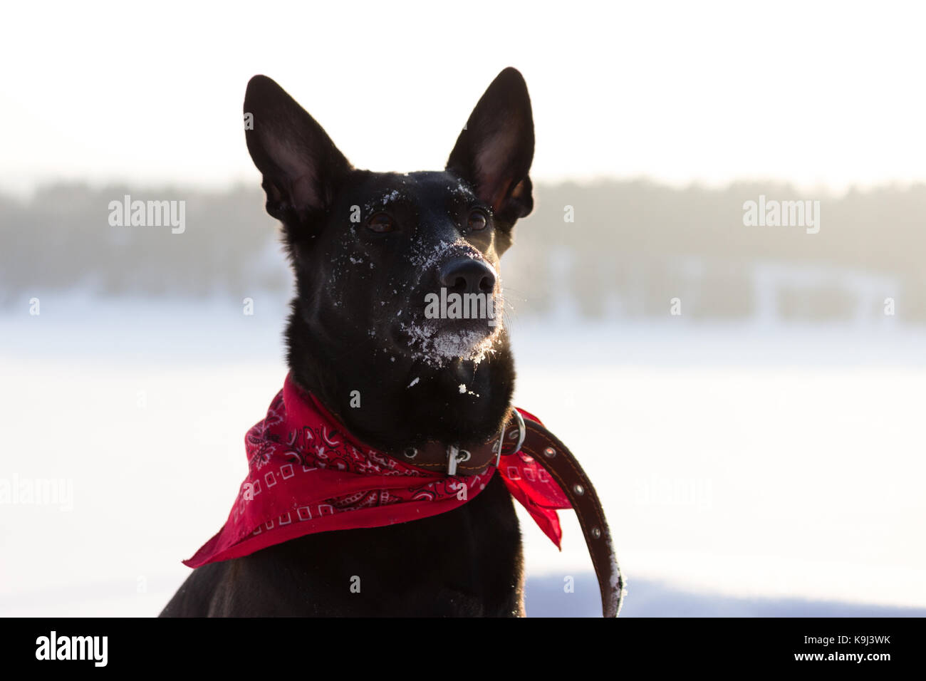 black dog in a winter forest in a collar Stock Photo - Alamy