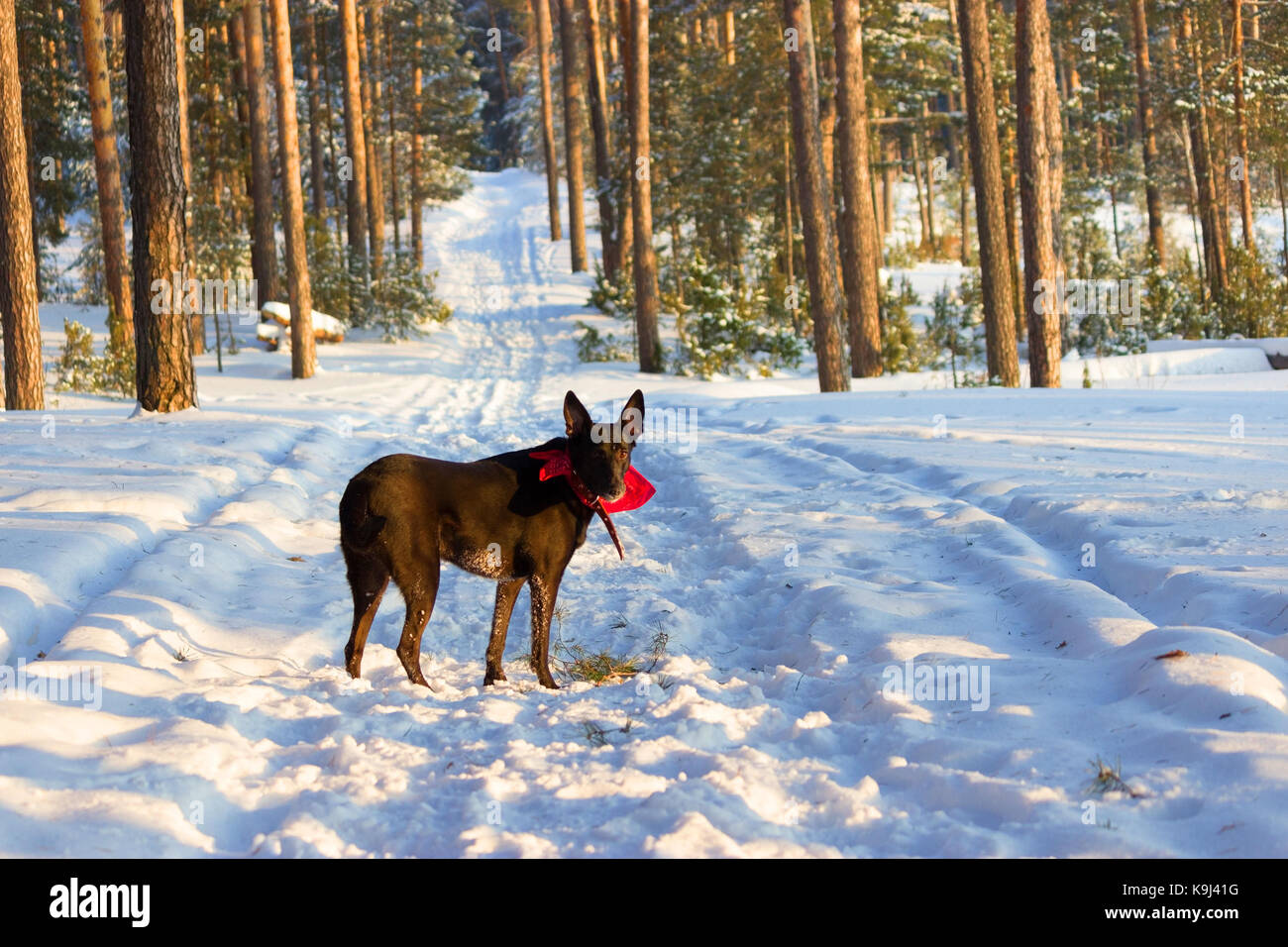 black dog in a winter forest in a collar Stock Photo - Alamy