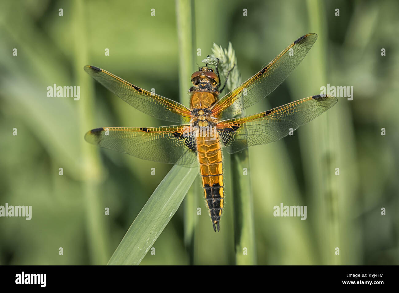 A close up full length view from the top showing a four spotted chaser dragonfly on a blade of grass Stock Photo