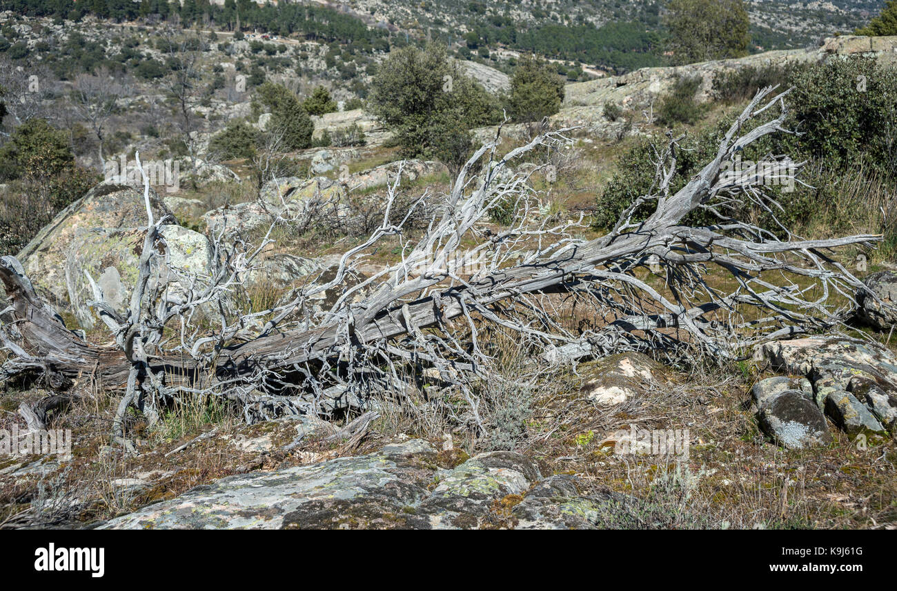 Dead and fallen Juniper tree (Juniperus oxycedrus) in La Cabrera Range, Guadarrama Mountains, Madrid, Spain Stock Photo