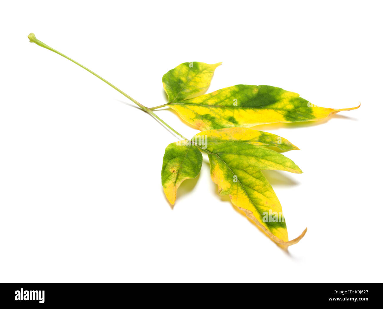 Autumn multicolor maple-leaf, Acer negundo or ash-leaved maple. Isolated on white background. Stock Photo