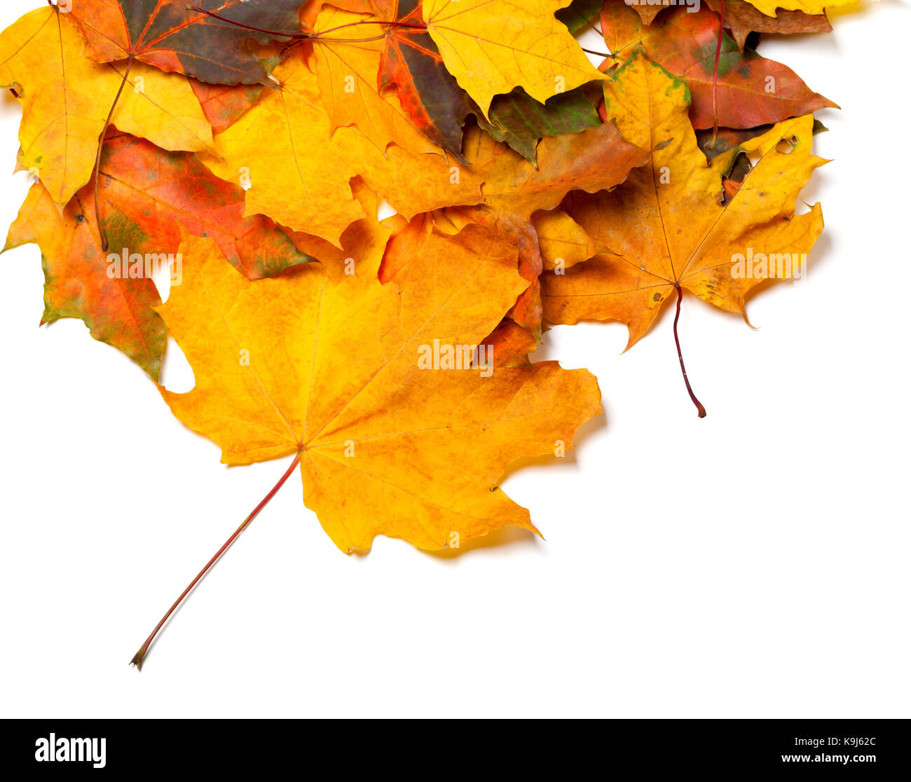 Autumnal maple leaves isolated on white background Stock Photo - Alamy