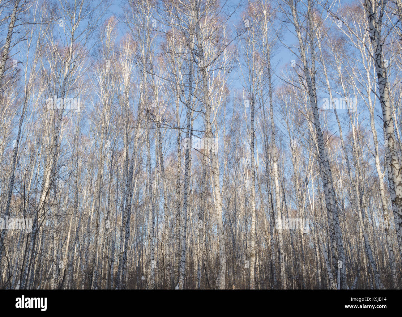 winter birch trees with blue sky Stock Photo - Alamy