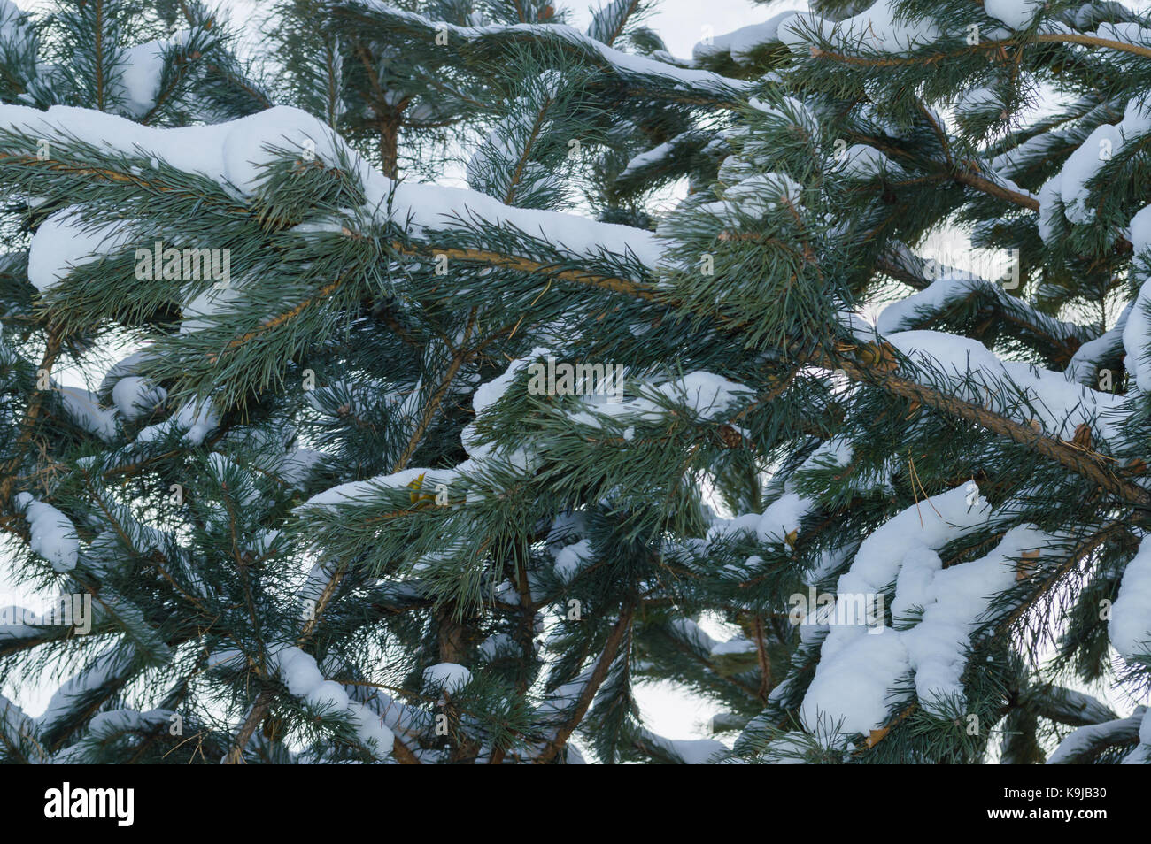 fir tree branches close up Stock Photo - Alamy