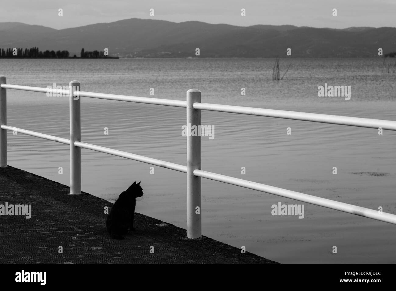 A cat on pier looking at water Stock Photo