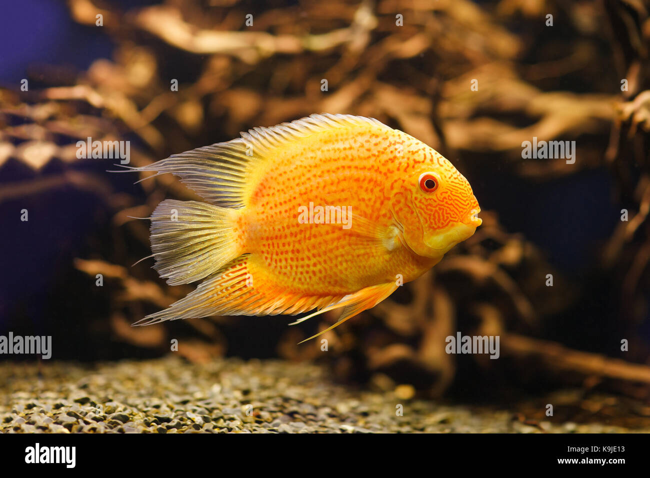 Red albinos Cichlid. Latin name - Cichlasoma severum swimming underwater in fresh aquarium. High resolution photo. Stock Photo