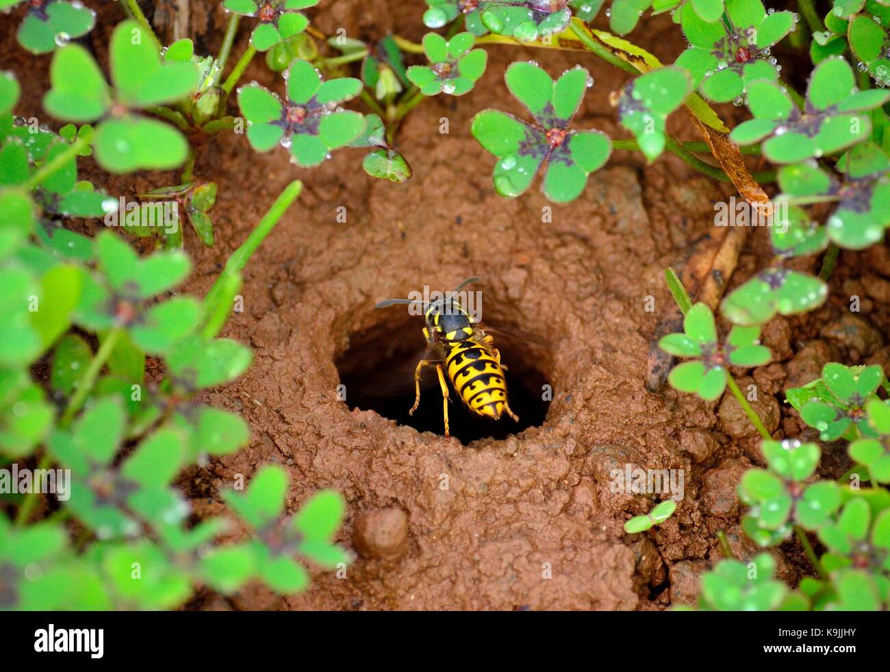 Wasp about to enter at the underground nest Stock Photo Alamy