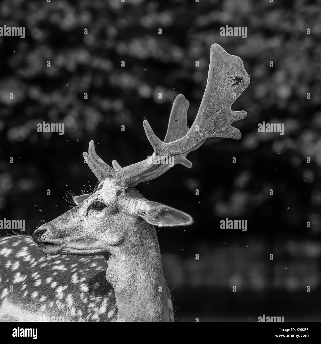 Dunham Massey, Altrincham, Cheshire Stock Photo Alamy