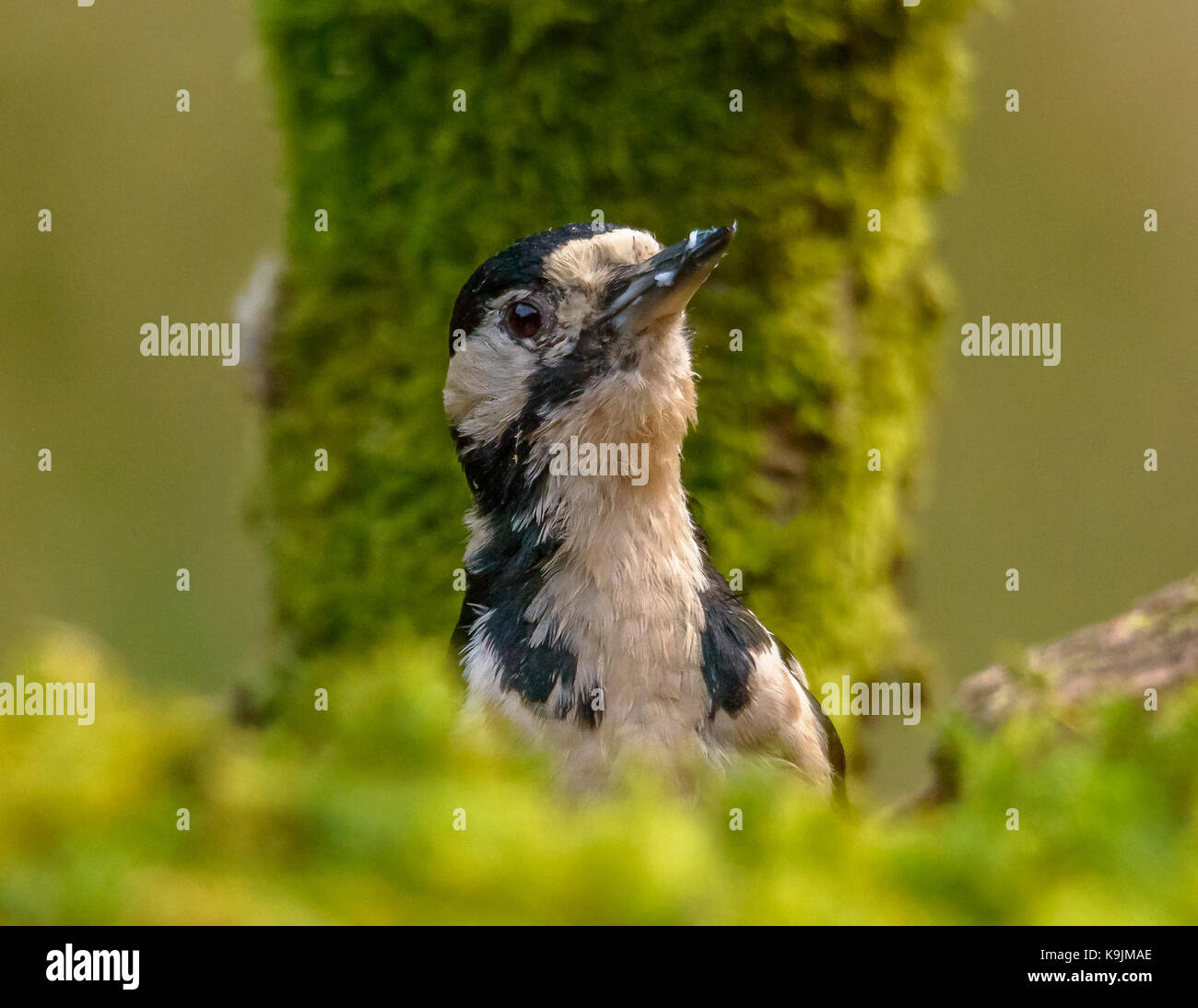 Great Spotted Woodpecker Ringford/ Galloway Forest park/ Scotland/ UK/ British Isles Stock Photo