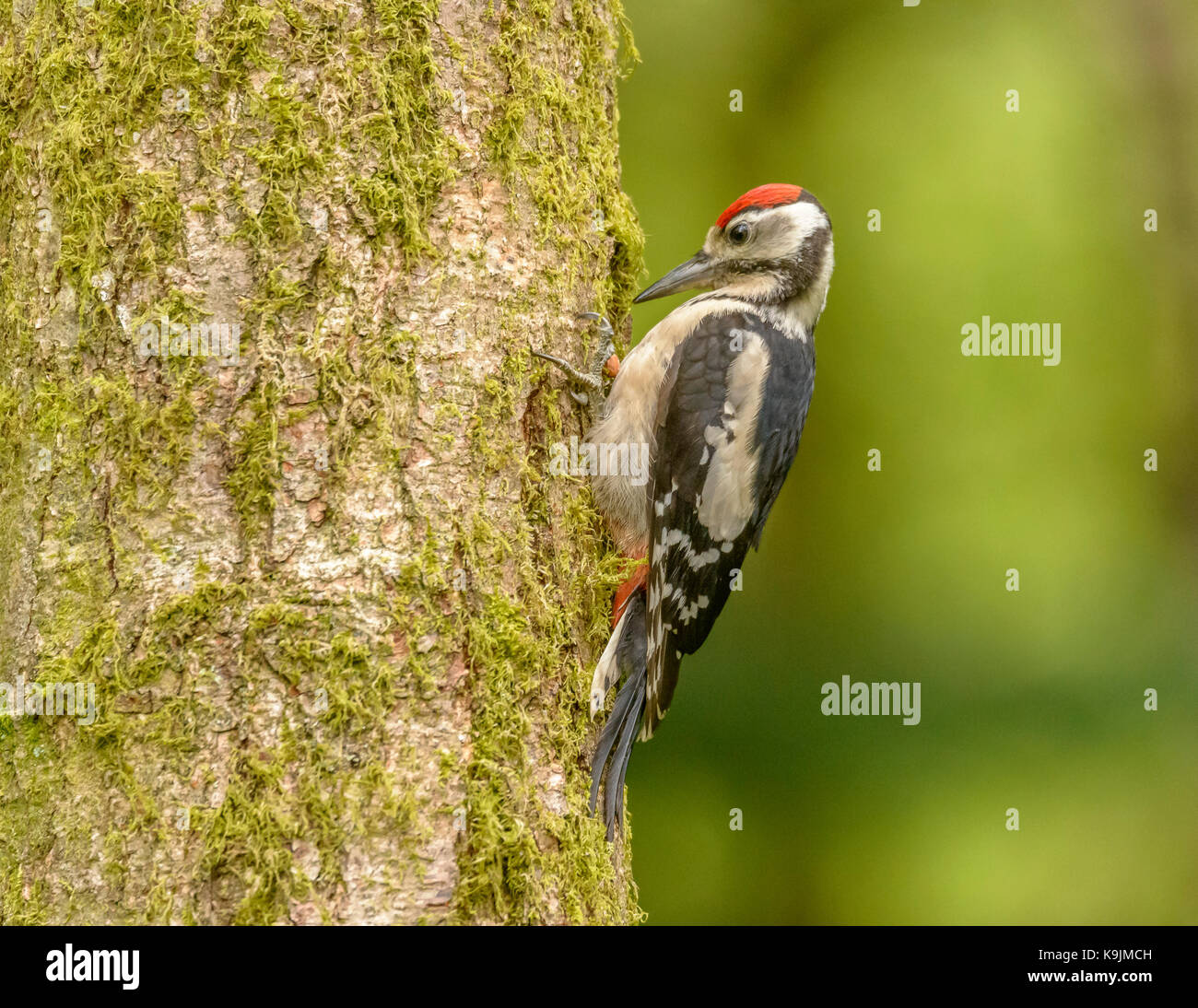 Great Spotted Woodpecker Ringford/ Galloway Forest park/ Scotland/ UK/ British Isles Stock Photo