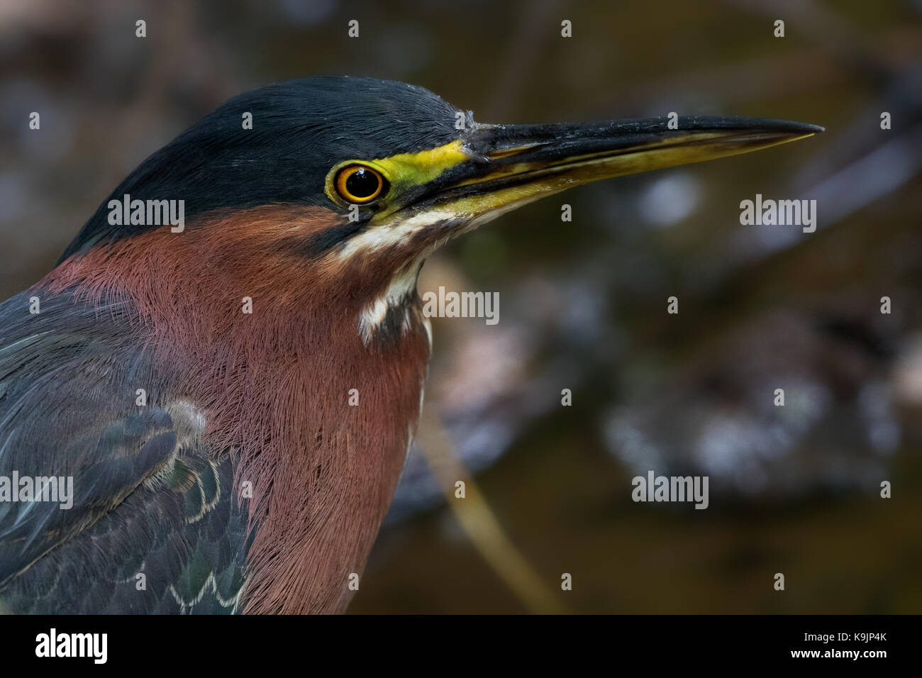 Green Heron Portrait Stock Photo - Alamy