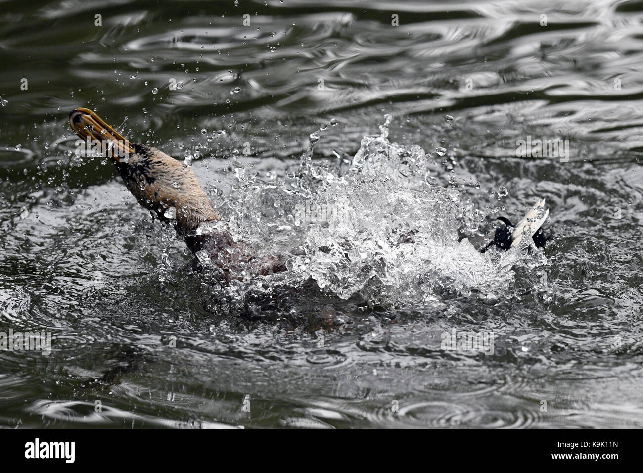 Berlin, Germany. 23rd Sep, 2017. A Mallard duck bathes in a lake in Berlin, Germany, 23 September 2017. Credit: Maurizio Gambarini/dpa/Alamy Live News Stock Photo