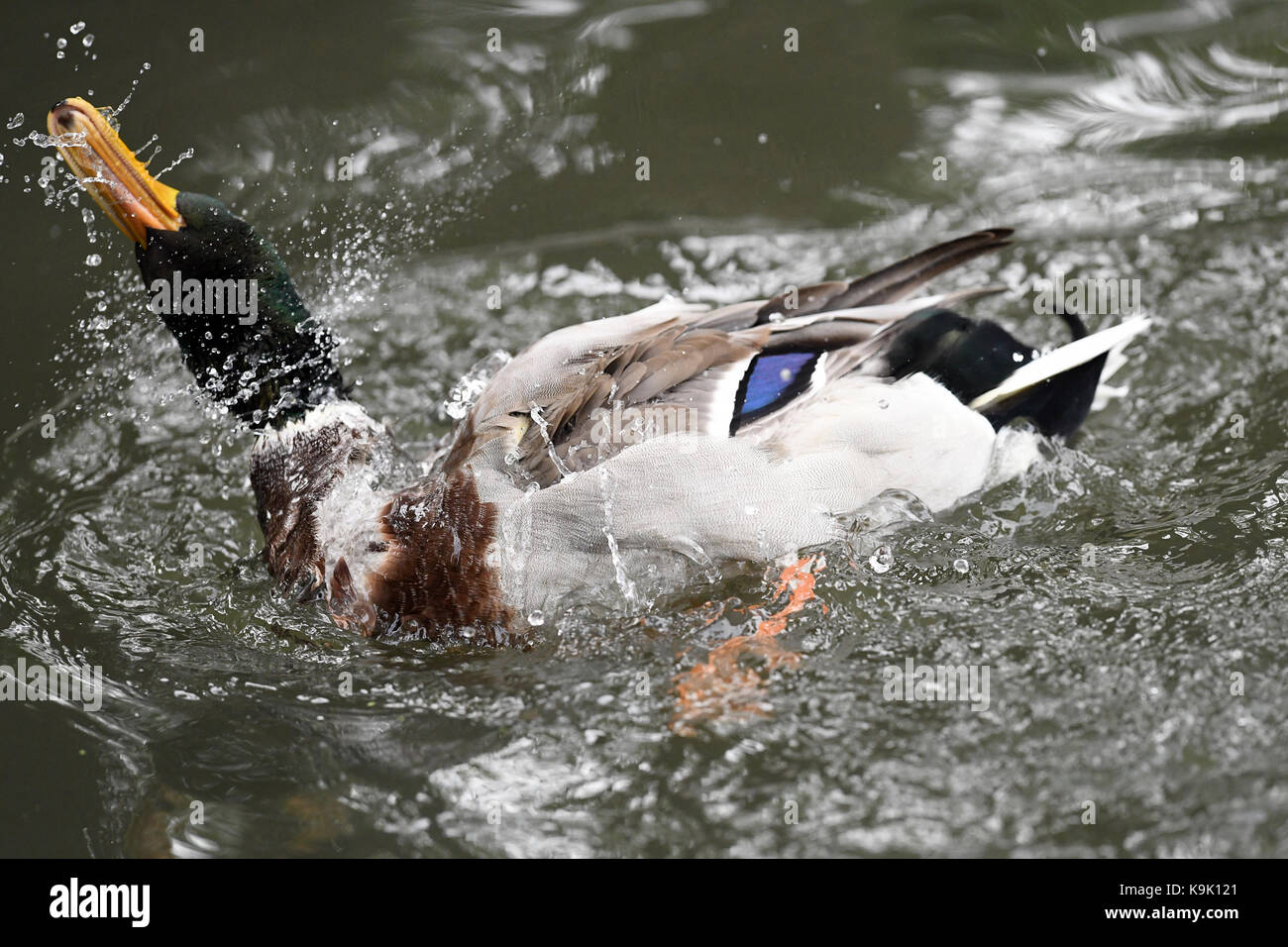 Berlin, Germany. 23rd Sep, 2017. A Mallard duck bathes in a lake in Berlin, Germany, 23 September 2017. Credit: Maurizio Gambarini/dpa/Alamy Live News Stock Photo