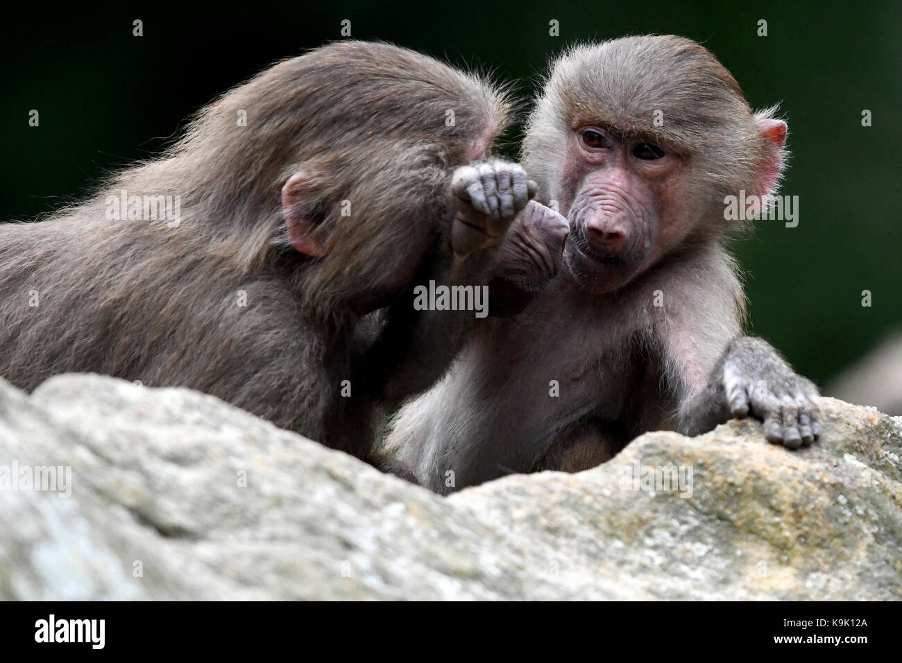 Berlin, Germany. 23rd Sep, 2017. Two hamadryas baboons tussle in their enclosure in the zoo in Berlin, Germany, 23 September 2017. Credit: Maurizio Gambarini/dpa/Alamy Live News Stock Photo