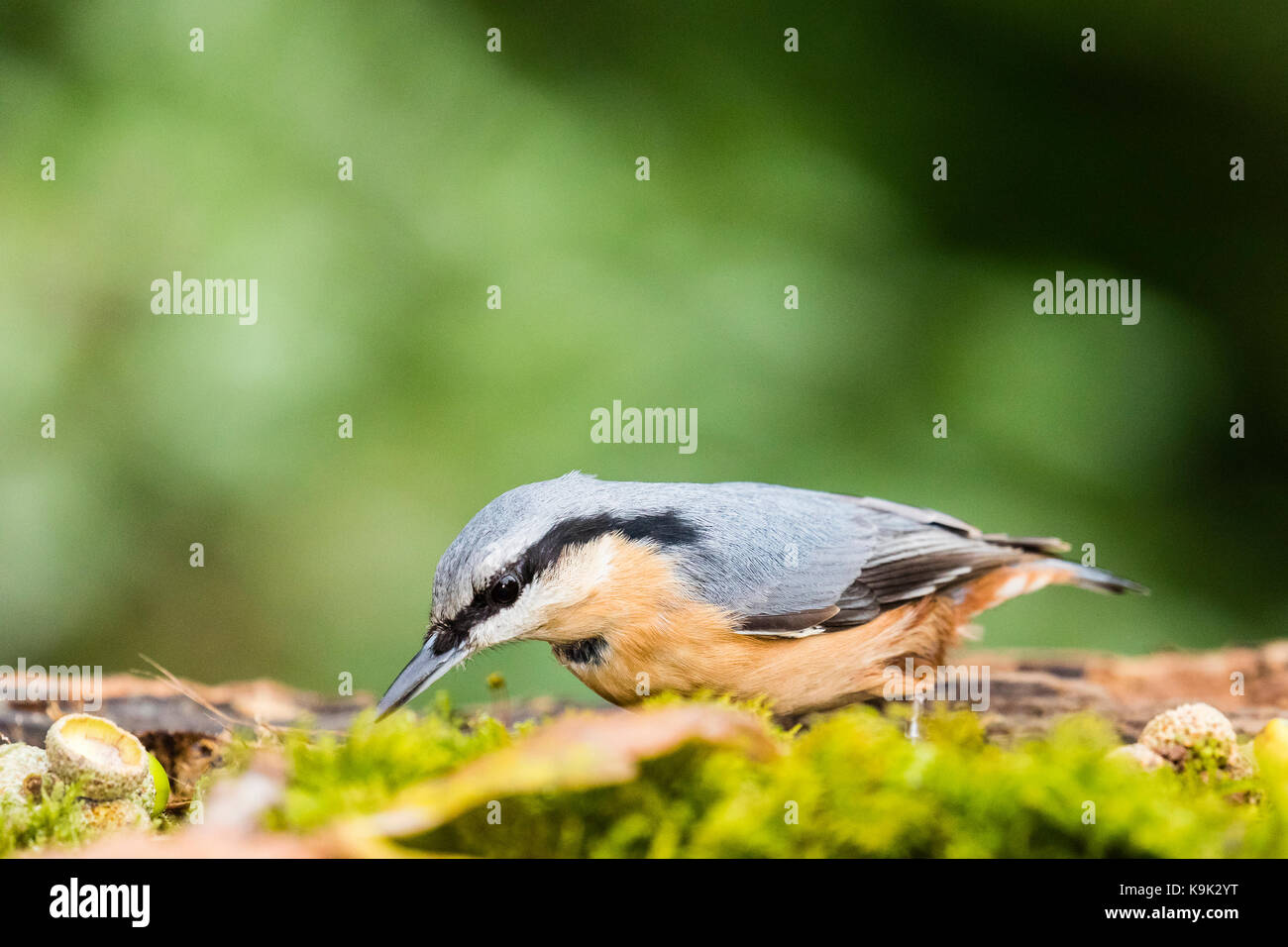 Blaenpennal, Ceredigion, Wales, UK. September 23 2017. European nuthatch foraging for food in early autumn, Wales. Credit Phil Jones/Alamay Live New s Stock Photo
