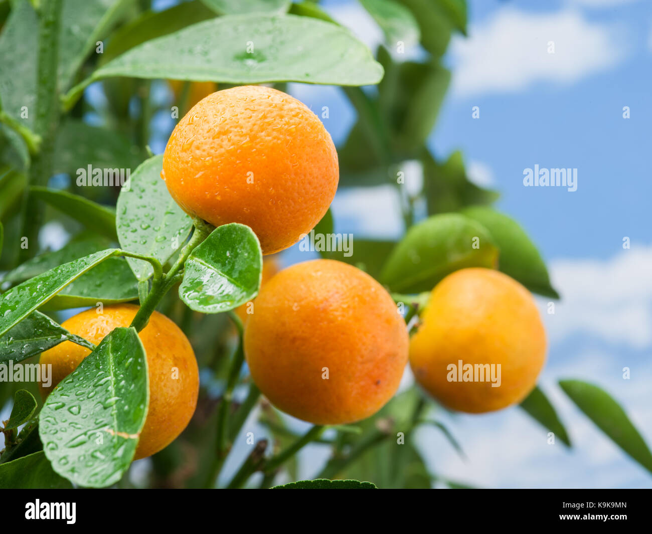 Ripe tangerine fruits on the tree. Blue sky background Stock Photo - Alamy