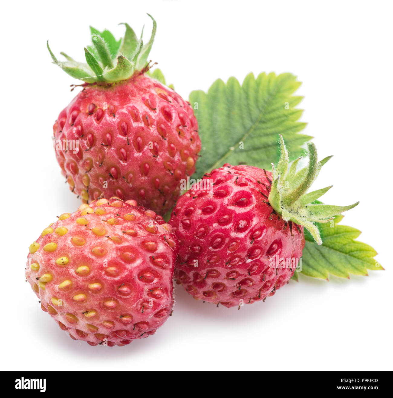 Wild strawberries on the white background Stock Photo - Alamy