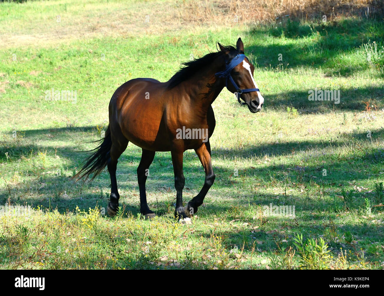Anglo Arabian Horse High Resolution Stock Photography and Images - Alamy