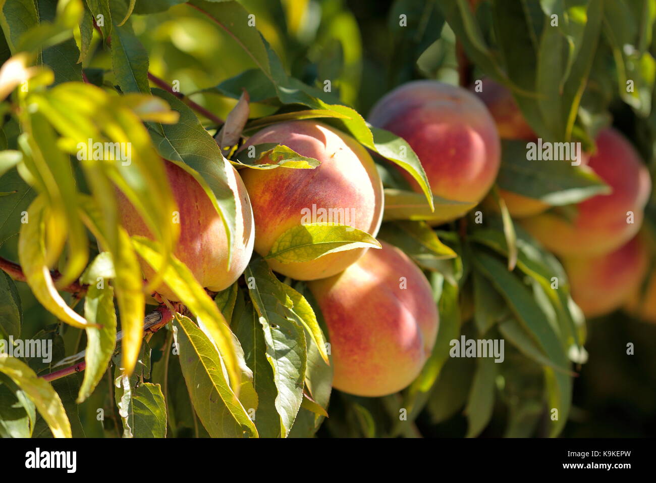 Melocotones organicos Stock Photo