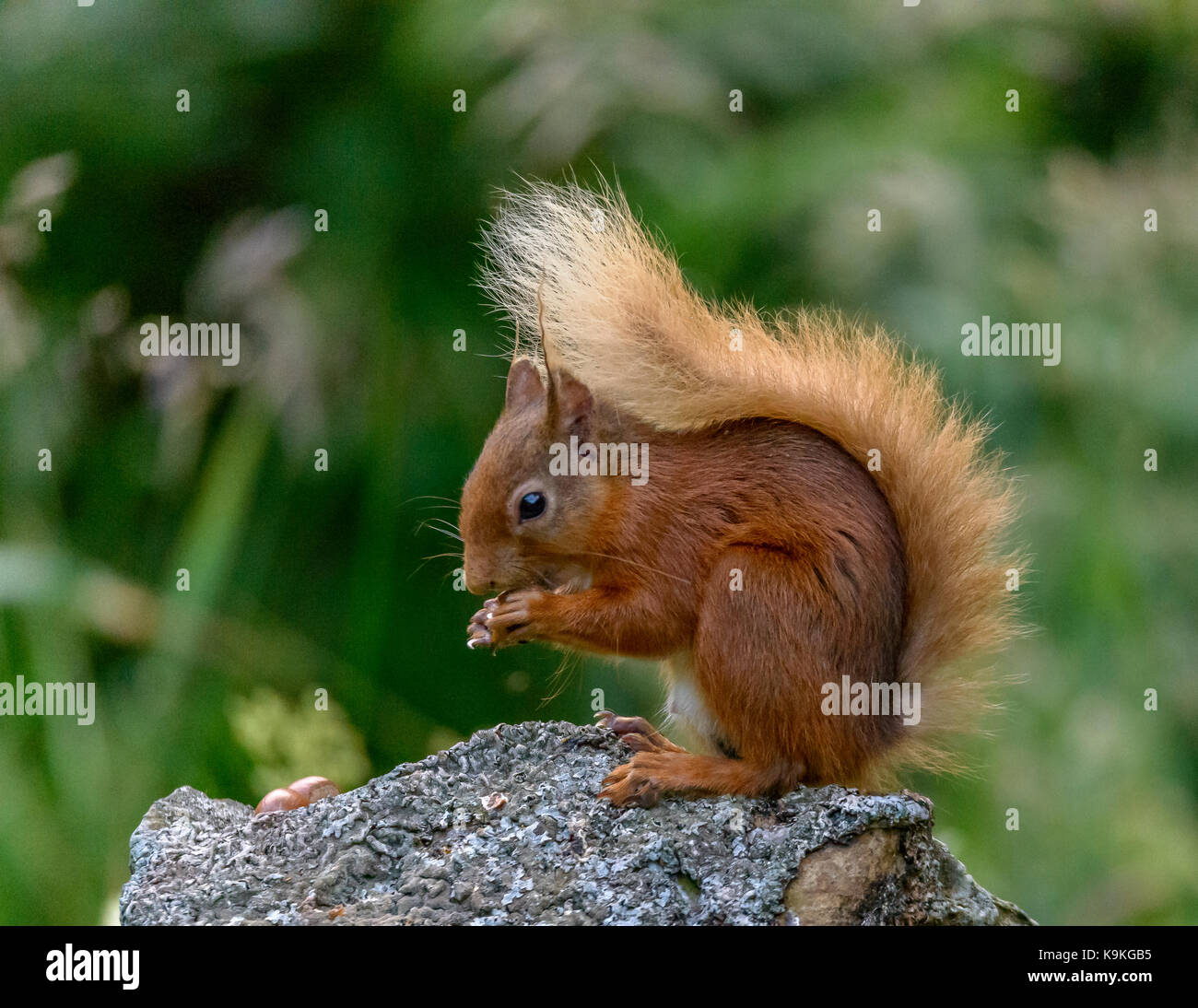 Red Squirrel Ringford/ Galloway Forest Park/ UK/ British Isles Stock Photo