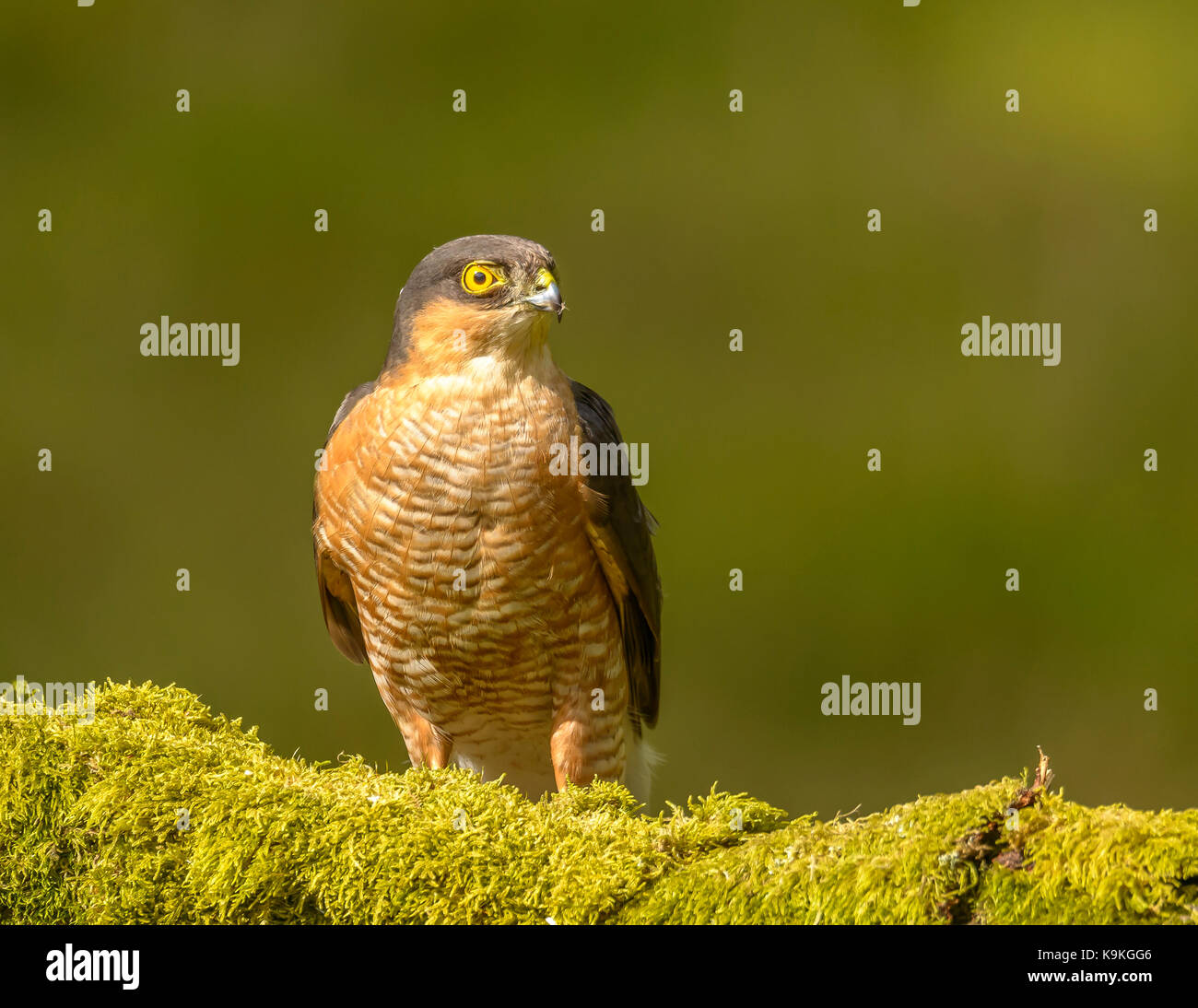 Male Sparrowhawk Ringford Galloway Forest Park Western Scotland UK British Isles Stock Photo