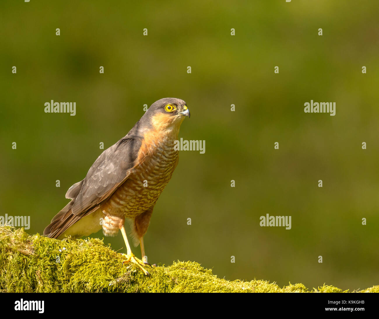 Male Sparrowhawk Ringford Galloway Forest Park Western Scotland UK British Isles Stock Photo