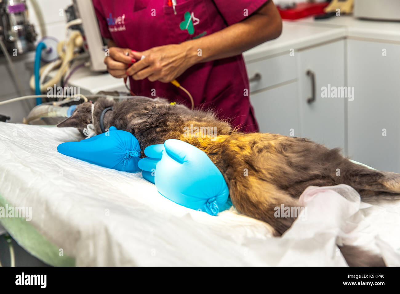 cat at the vet´s undergoing surgery Stock Photo - Alamy