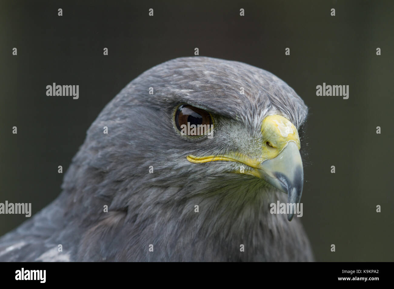 photographic portrait of a Grey Falcon Stock Photo Alamy