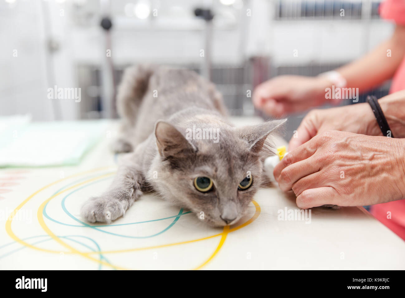 Professional vet clinician checking hi-res stock photography and images ...