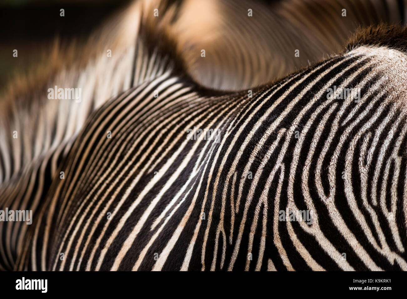 Grévy's Zebra hypnotize stripes in Cabarceno Natural Park, Cantabria, Spain. Stock Photo